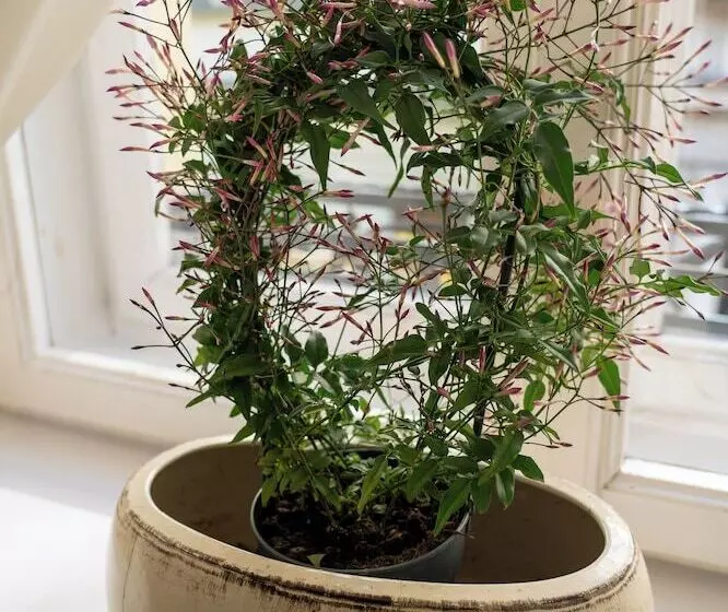 Fotos del hotel Karmel Residence:  14