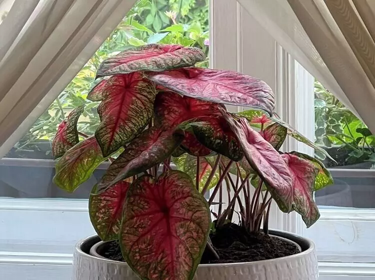 Fotos del hotel Karmel Residence:  7