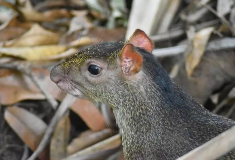 Fotos del hotel The Falls At Manuel Antonio:  7