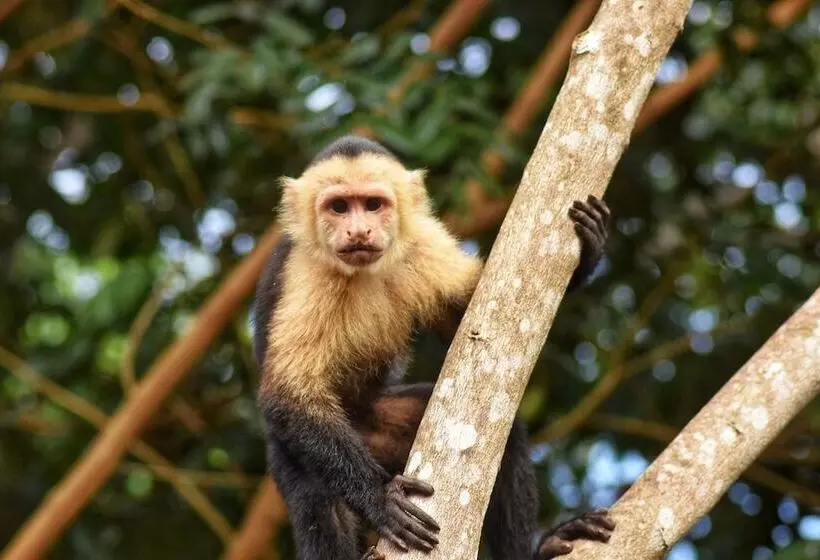 Fotos del hotel The Falls At Manuel Antonio:  14