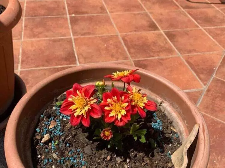 Fotos del hotel Guest House Libertas:  9