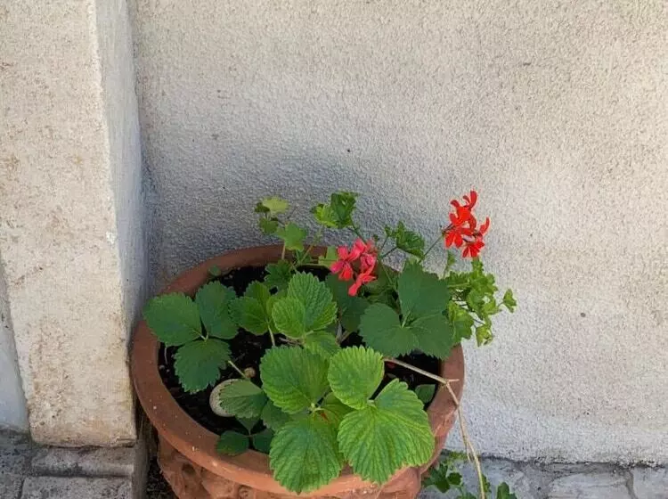 Fotos del hotel Guest House Libertas:  25