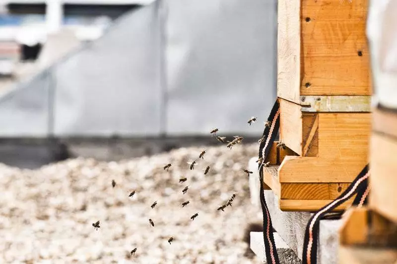 Fotos del hotel Daniel Vienna:  7