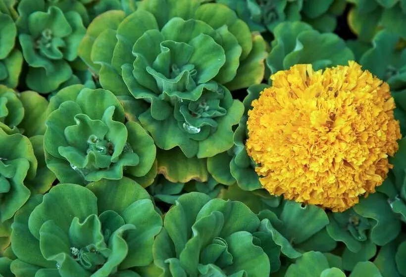 Fotos del hotel Komaneka At Rasa Sayang Ubud:  8