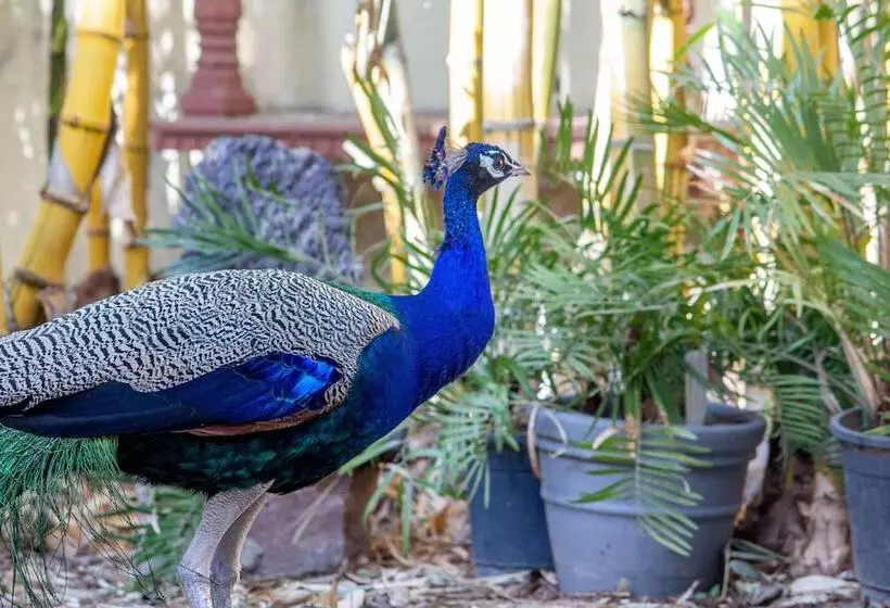 Fotos del hotel Anuraag Villa:  8