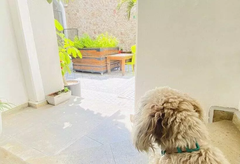 Fotos del hotel Kuku Ruku:  16