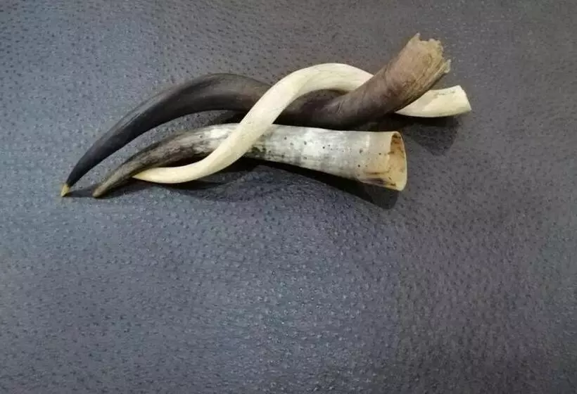 Fotos del hotel Premier  Mapungubwe:  13