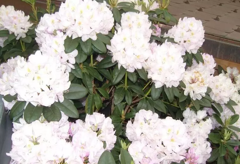 Fotos del hotel Vista Resort:  6