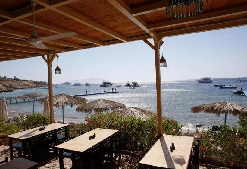 Fotos del hotel Sharks Bay Umbi Diving Village:  12