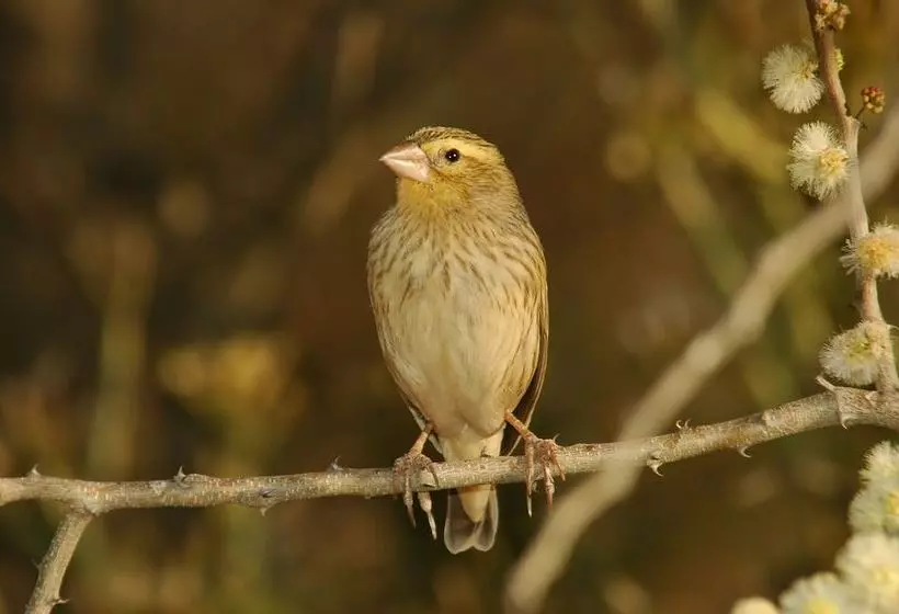 Fotos del hotel Arebbusch Travel Lodge:  2