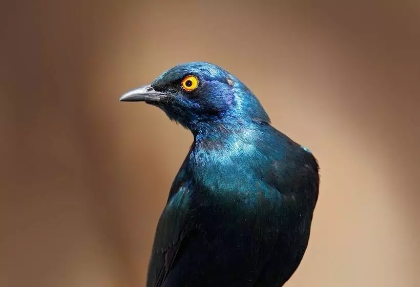 Fotos del hotel Arebbusch Travel Lodge:  15