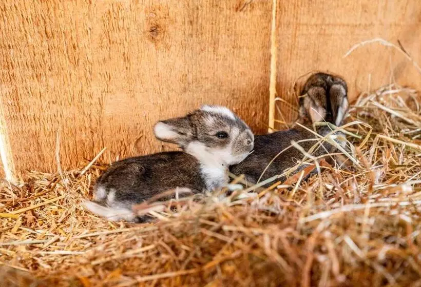 Fotos del hotel Sonnschupfer:  8