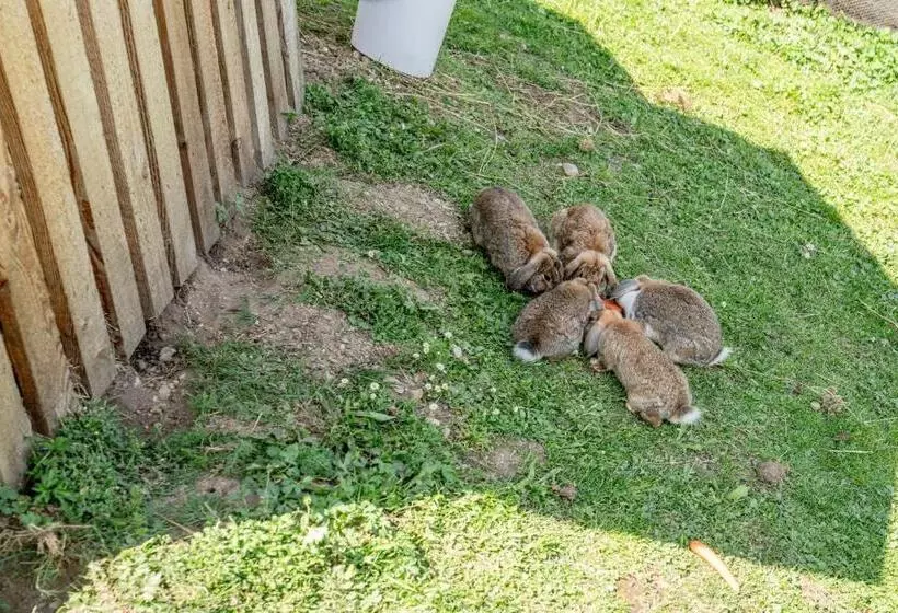 Fotos del hotel Sonnschupfer:  16