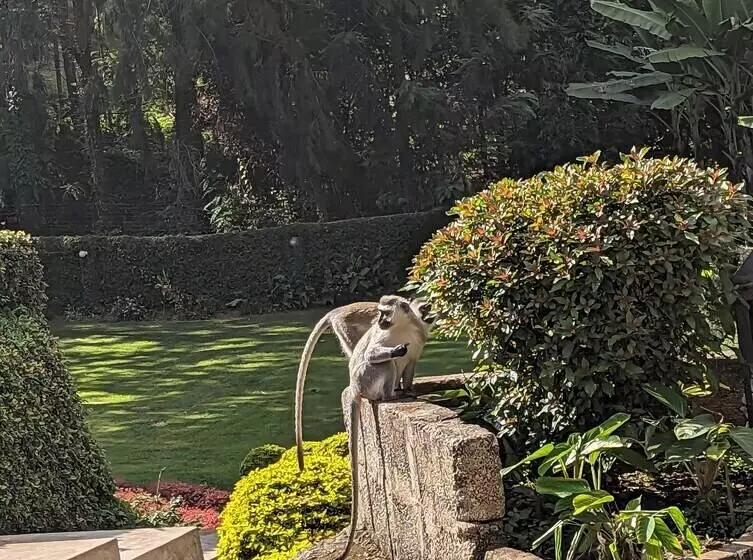 Fotos del hotel Mvuli Hotels Arusha:  5