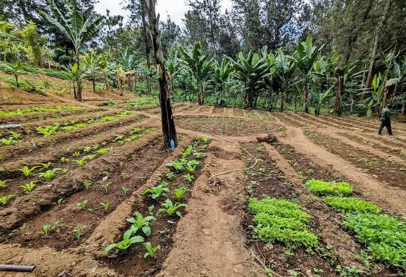 Fotos del hotel Mvuli Hotels Arusha:  21