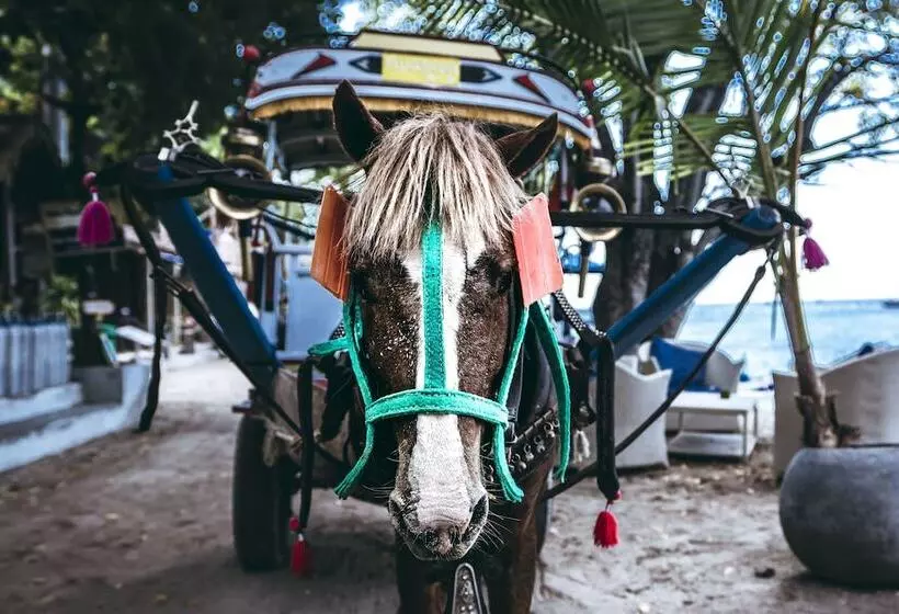 Fotos del hotel Manta Dive Resort Gili Air:  5