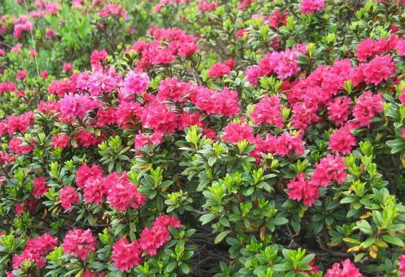 Fotos del hotel Rosental:  7