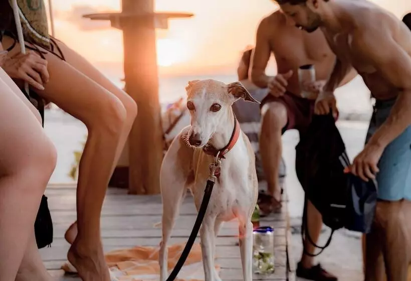 Fotos del hotel Zomay Beachfront Holbox:  7