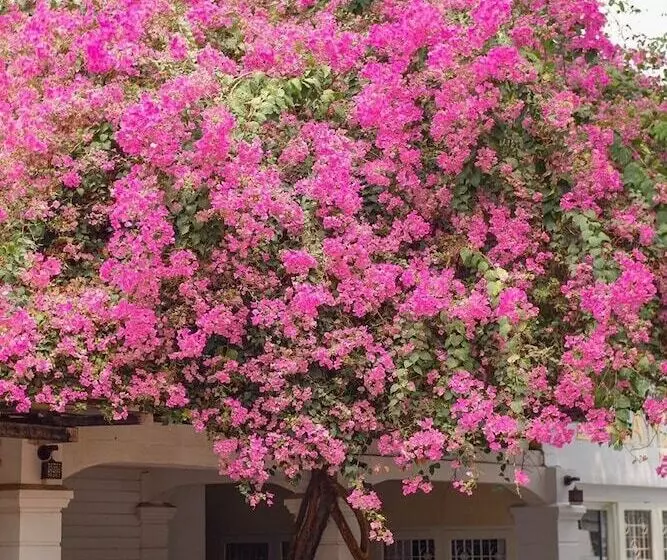 Fotos del hotel Delio Boutique:  18