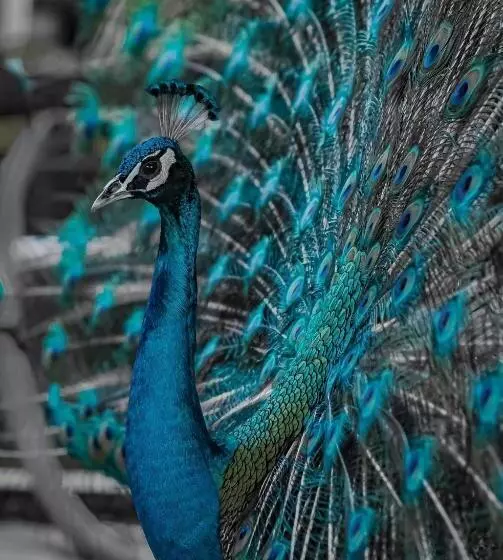 Fotos del hotel Les Hameaux De L Orient:  8