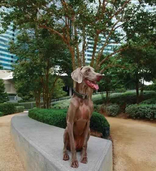 Fotos del hotel Vdara  & Spa At Aria Las Vegas:  12