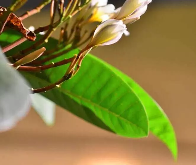 Fotos del hotel Go Samui:  5