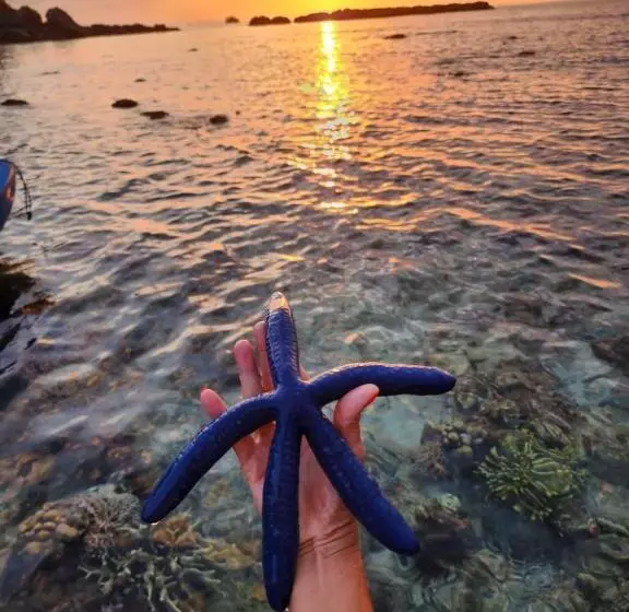 Fotos del hotel Sylvia Resort Komodo Labuan Bajo:  22