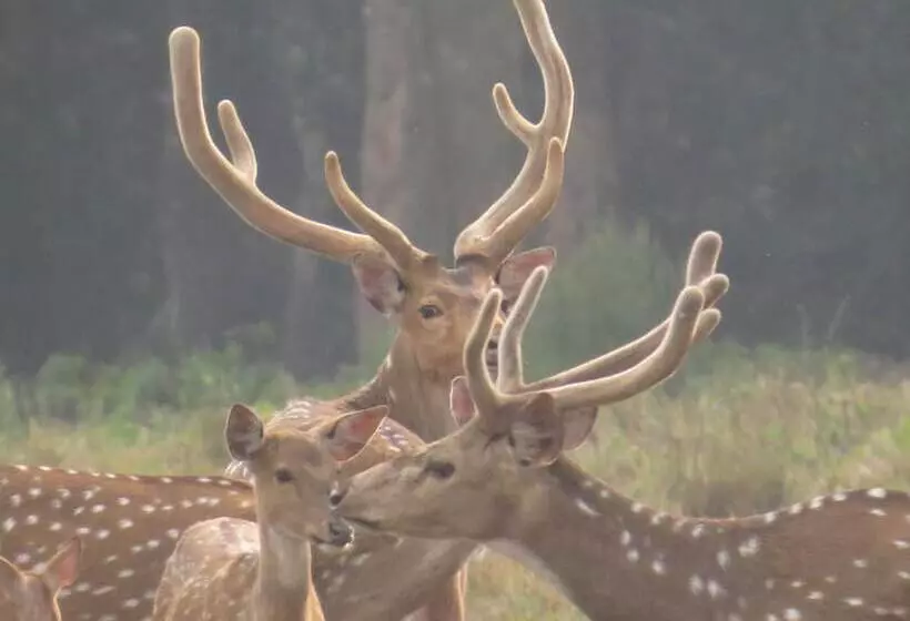 Fotos del hotel Parkland:  8