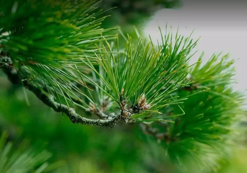 Fotos del hotel Kanazawa Sainoniwa:  2