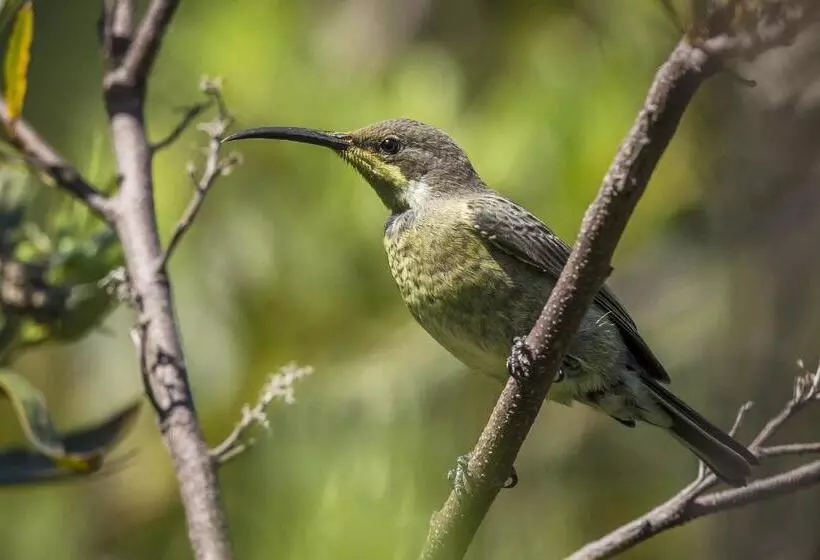 Fotos del hotel Spanish Farm Guest Lodge By Raw Africa Boutique Collection:  6