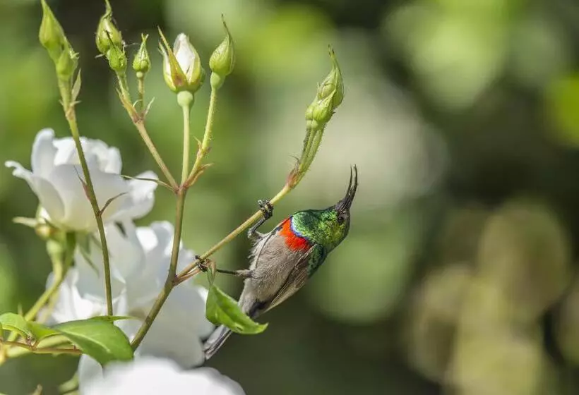 Fotos del hotel Spanish Farm Guest Lodge By Raw Africa Boutique Collection:  10