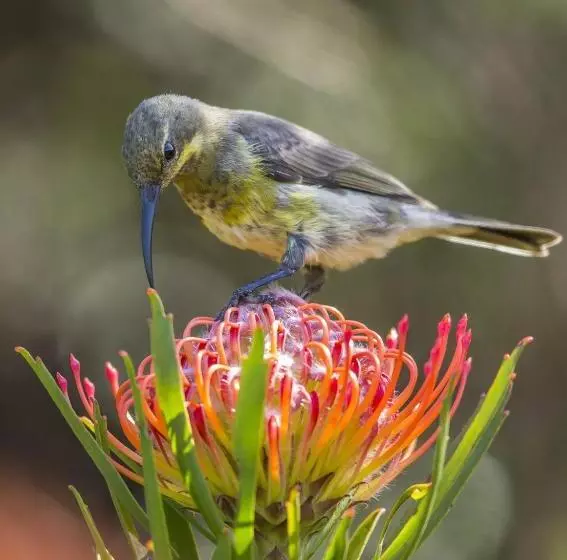 Fotos del hotel Spanish Farm Guest Lodge By Raw Africa Boutique Collection:  13