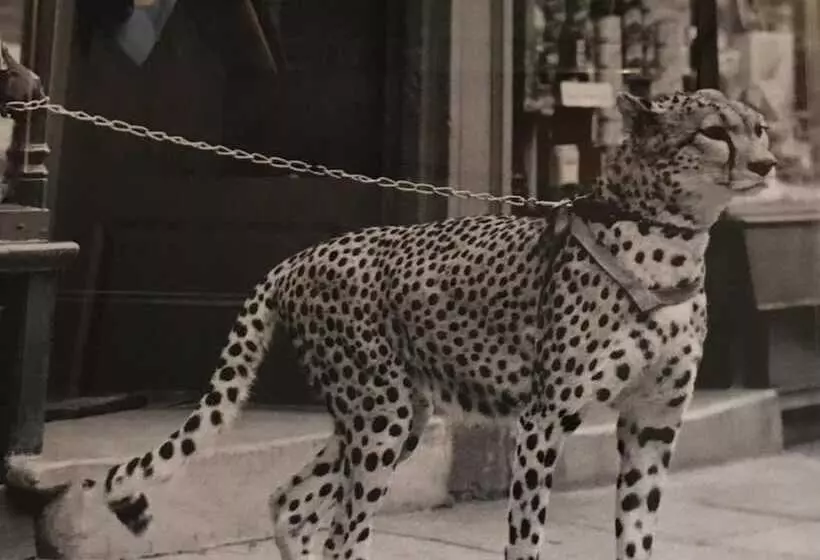 Fotos del hotel Hôtel Le G:  17