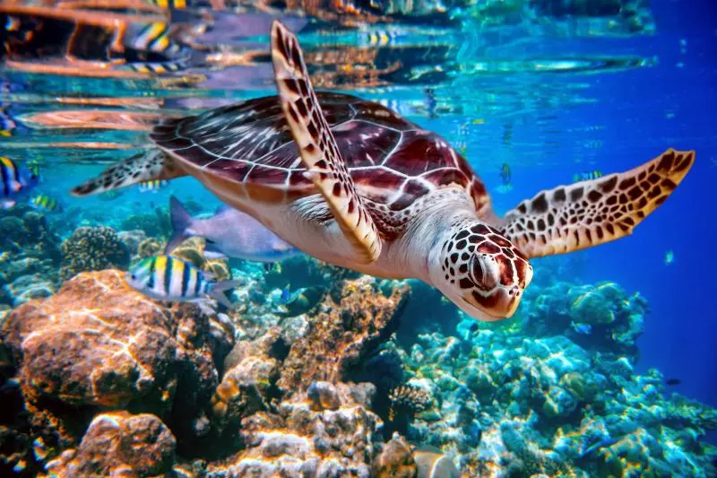 Fotos del hotel Heart  And Gallery Whitsundays:  10