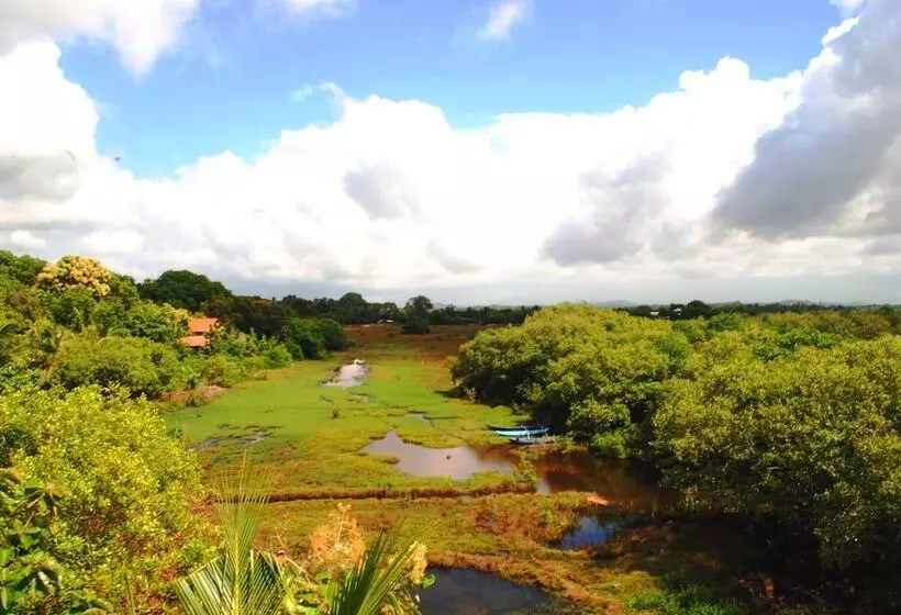 Peacock Land