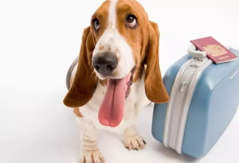 Fotos del hotel Civis Jaime I:  44