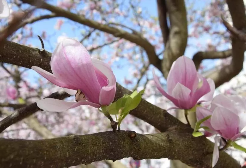 Fotos del hotel Atel Hotel Lasserhof:  5