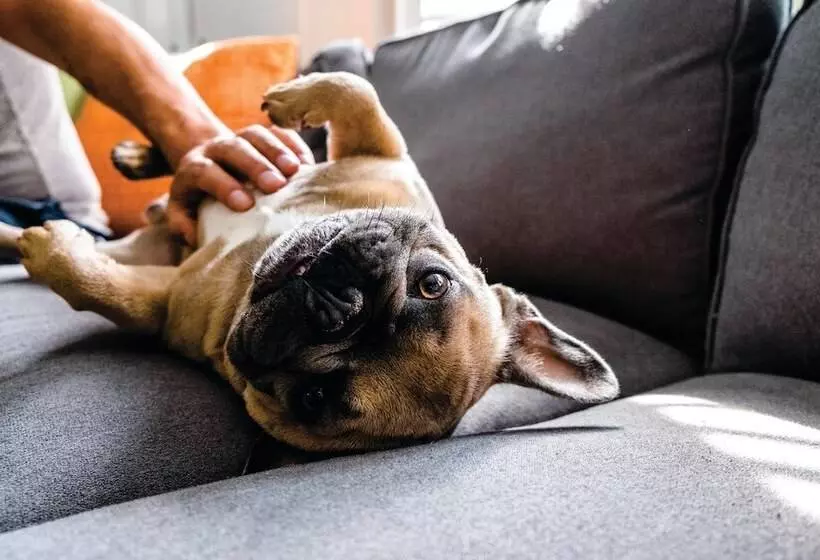 Fotos del hotel Holiday Inn Calgary Airport, An Ihg:  7