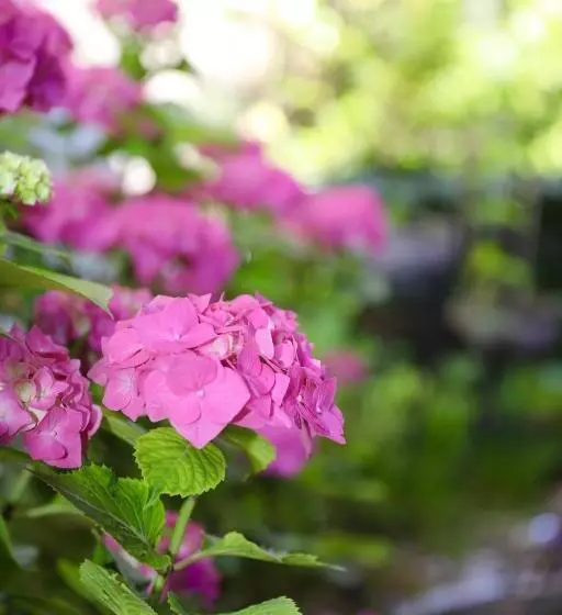 Fotos del hotel New Orly:  7