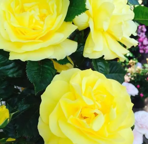 Fotos del hotel Festival:  12