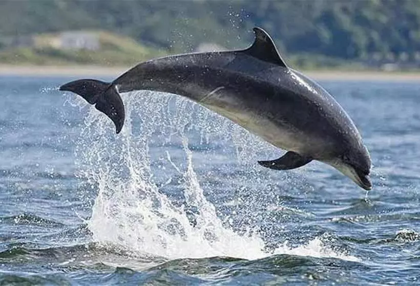 Fotos del hotel Nethybridge:  8