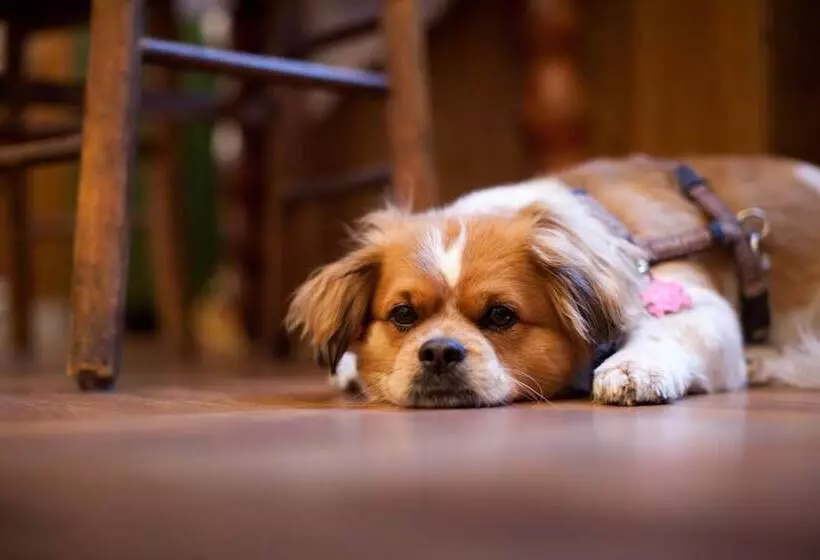 Fotos del hotel Schwalbe:  23