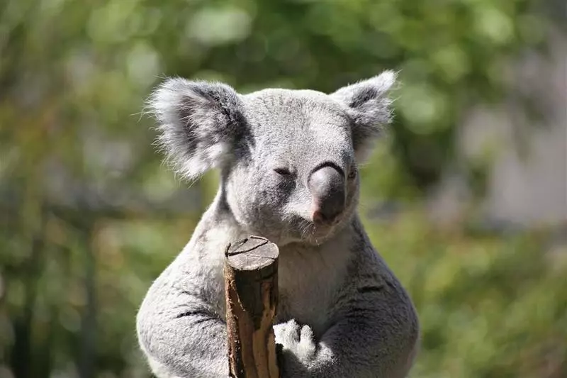 Fotos del hotel Sheraton Grand Sydney Hyde Park:  10