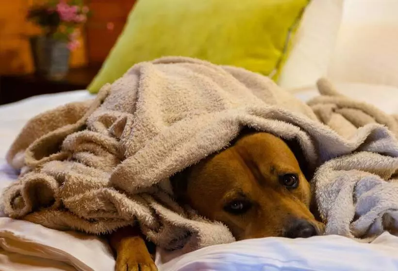 Fotos del hotel Petneházy Club  Superior:  16