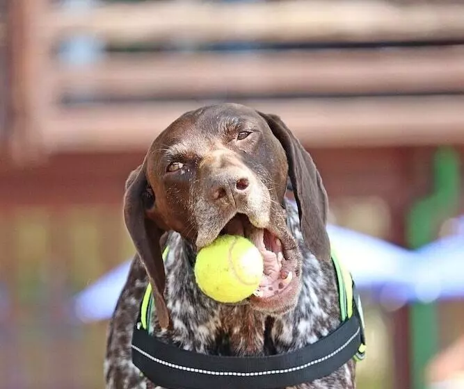 Fotos del hotel Petneházy Club  Superior:  9