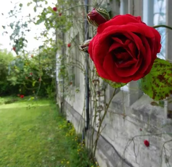 Fotos del hotel Schoolhouse Restaurant And:  22