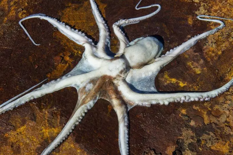 Fotos del hotel Villa Ducale:  24