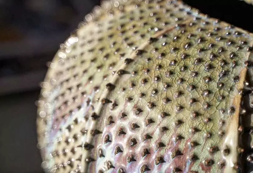 Fotos del hotel Villa Ducale:  11