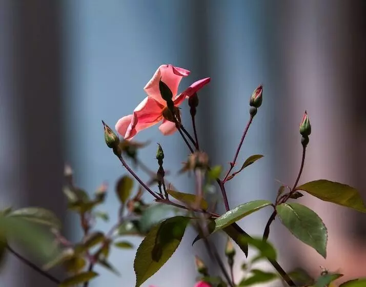 Fotos del hotel Villa Sarah:  7