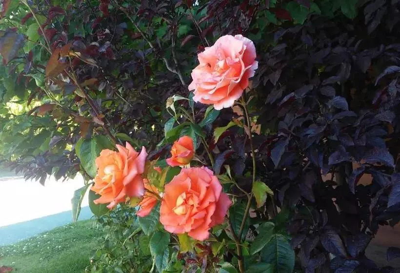 Fotos del hotel Picos Del Sur:  6